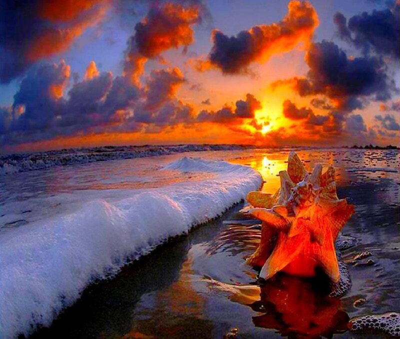 Seashell on Beach — Orange, Dramatic