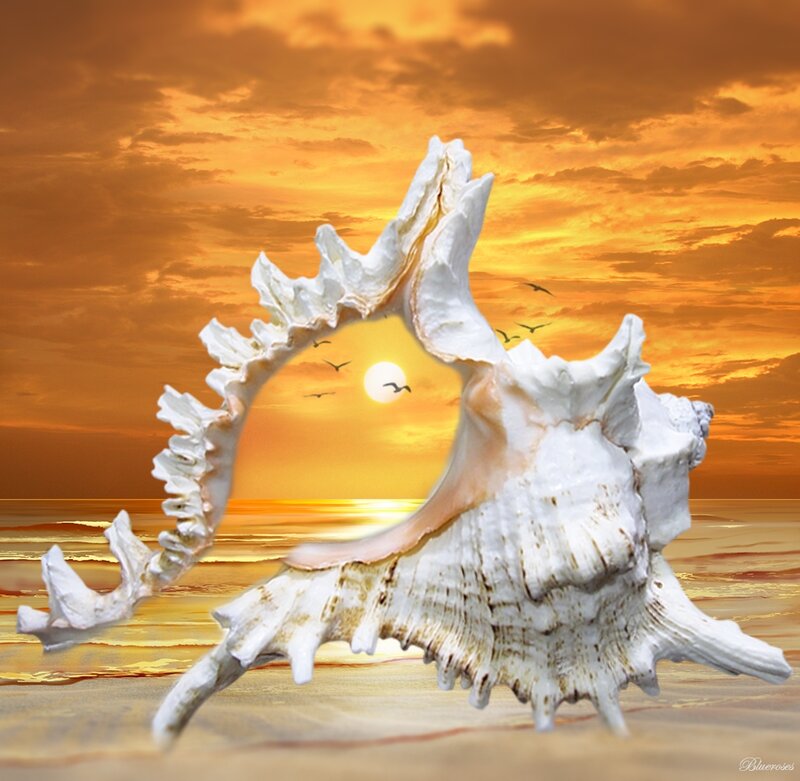 Seashell on Beach — Orange, Serene, Sunset, Digital Art