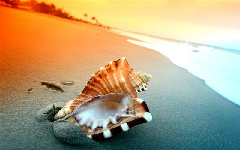 Seashell on Beach — Orange, Serene, Sunset, Photograph, Sand, Ocean, Footprints