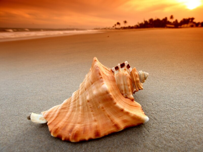 Seashell on Beach — Orange, Serene, Sunset, Photograph, Sand, Ocean, Sky