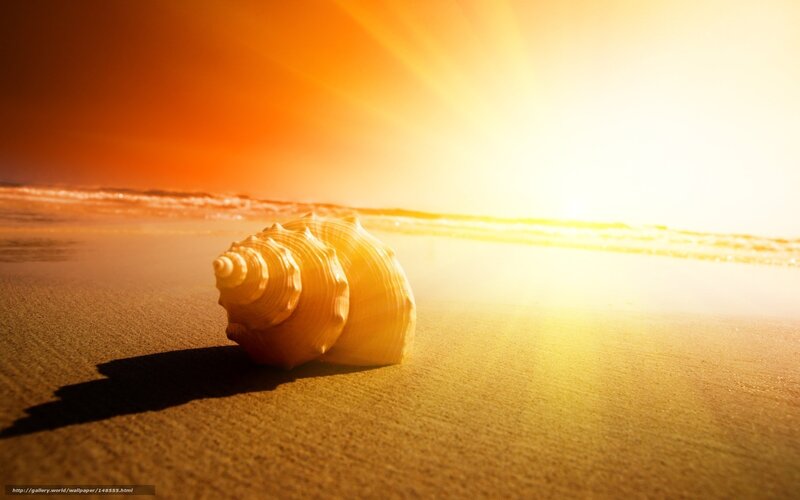 Seashell on Beach — Orange, Serene, Sunset, Photograph, Sand, Ocean, Sun