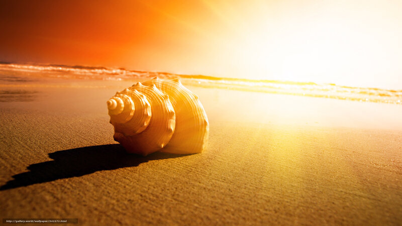 Seashell on Beach — Orange, Serene, Sunset, Photograph, Sand, Ocean, Sun, Yellow, Brown