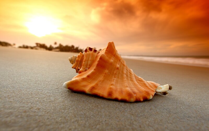 Seashell on Beach — Orange, Serene, Sunset, Photograph, Sand, Ocean