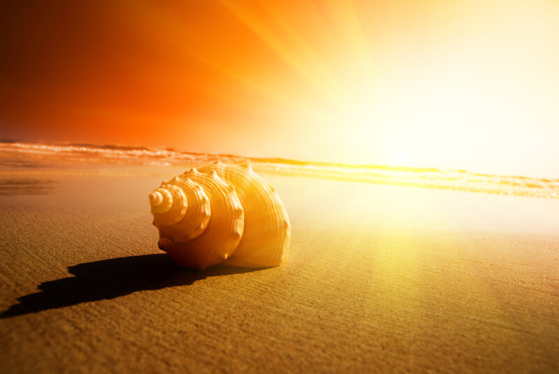 Seashell on Beach — Orange, Serene, Sunset, Photograph, Sand