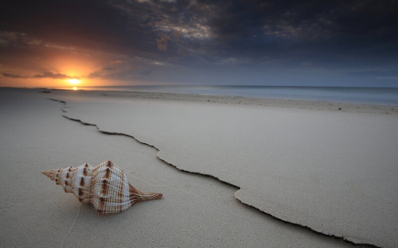 Seashell on Beach — Orange, Serene, Sunset, Photograph, Sunrise