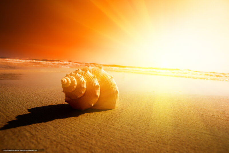 Seashell on Beach — Orange, Serene, Sunset