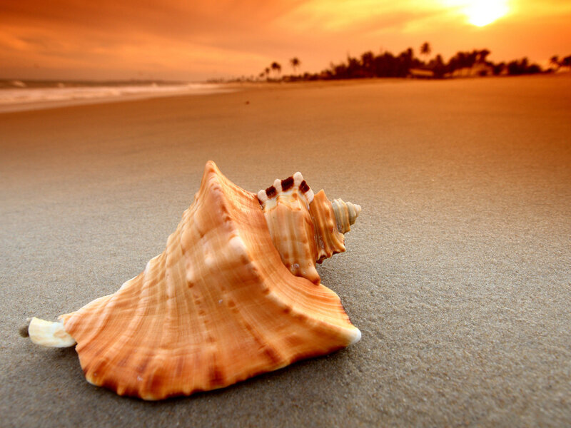 Seashell on Beach — Orange, Serene