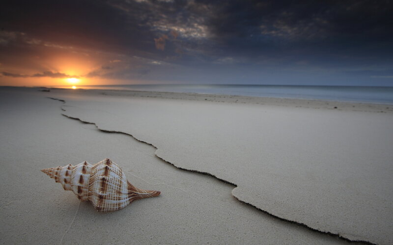 Seashell on Beach — Orange