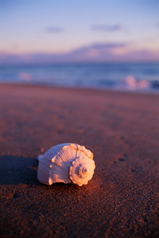 Seashell on Beach — Purple