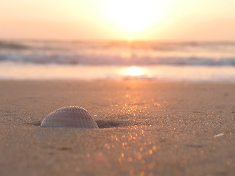 Seashell on Beach — Sand