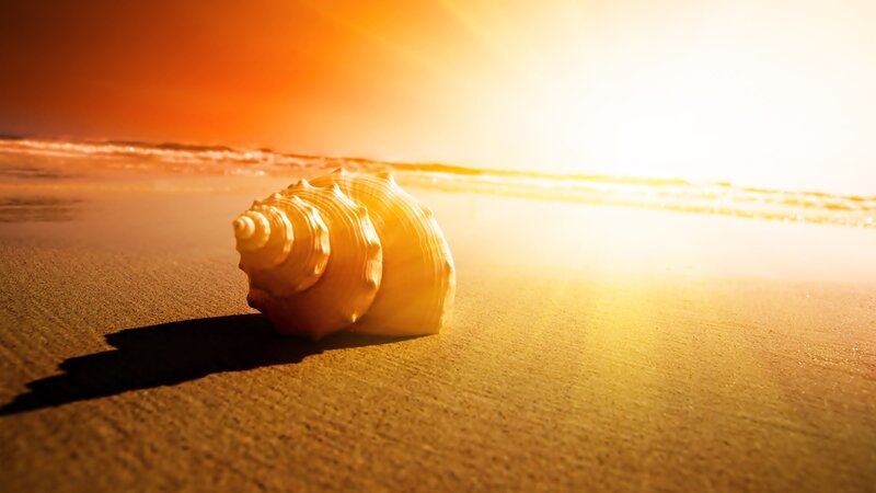 Seashell on Beach — Sunset