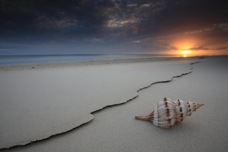 Seashell on Beach