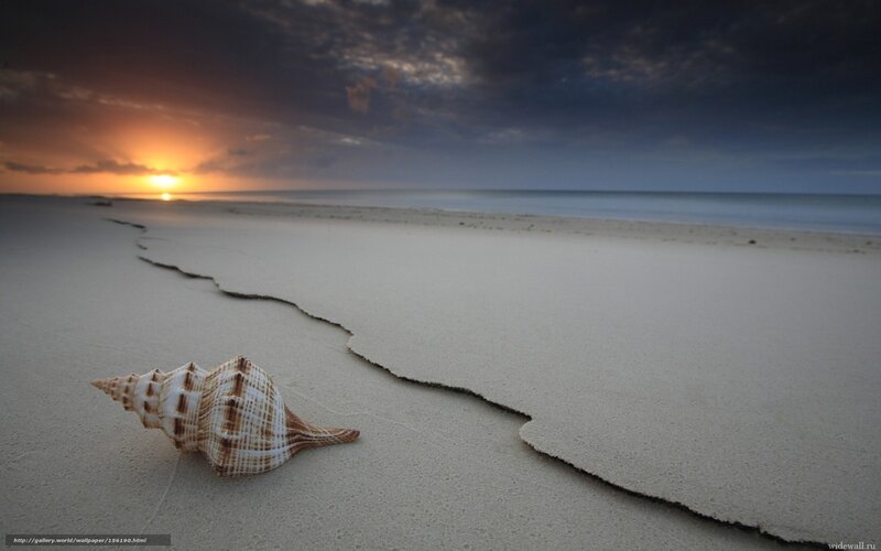 Seashell on Beach — White