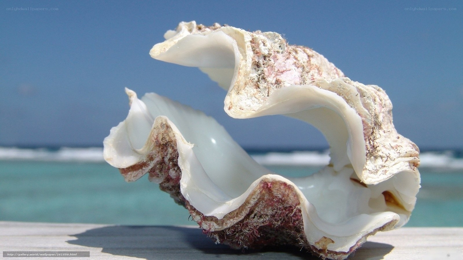 seashell on beach with ocean