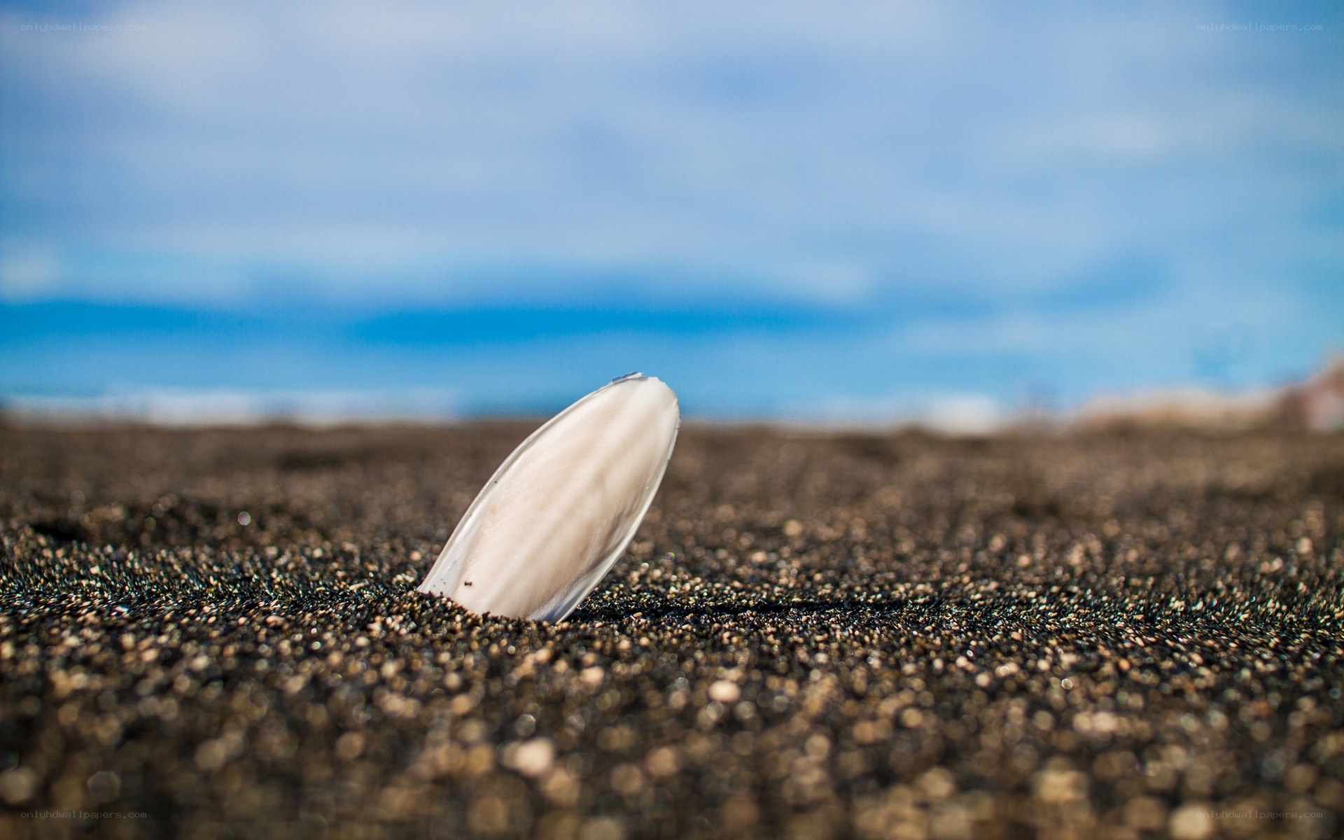 seashell on black sand beach