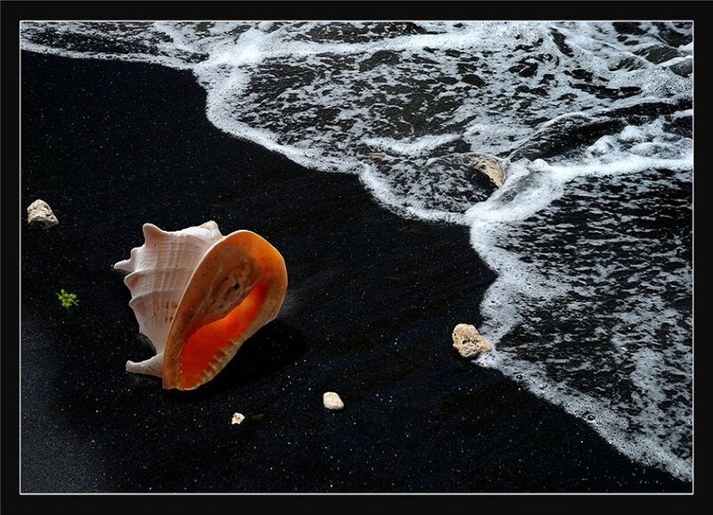 Seashell on Black Sand