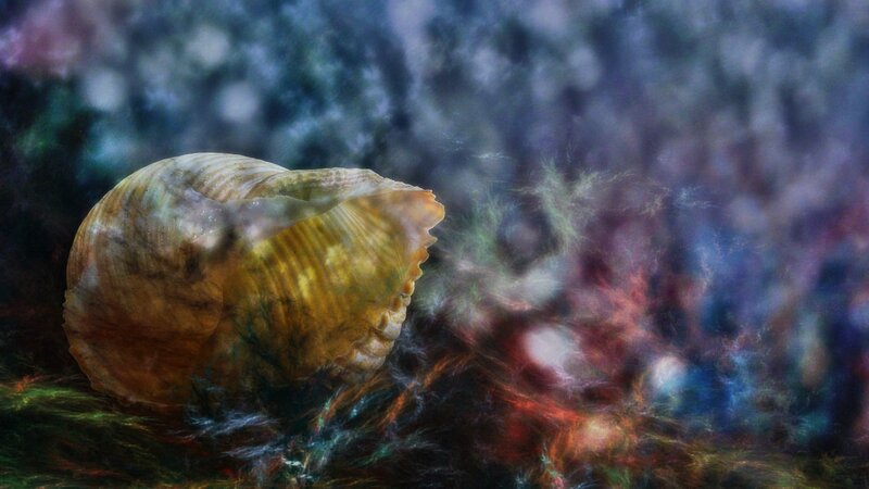 Seashell on Colorful Background