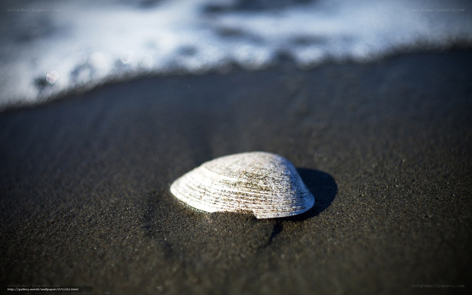 Seashell on dark sand