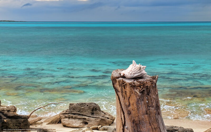 Seashell on Driftwood — Blue