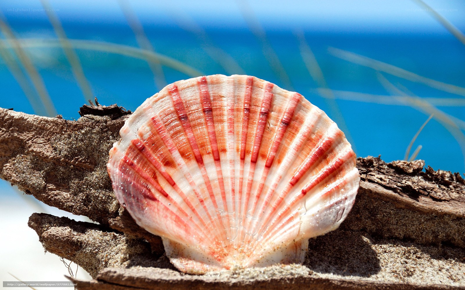 Seashell on driftwood by the sea