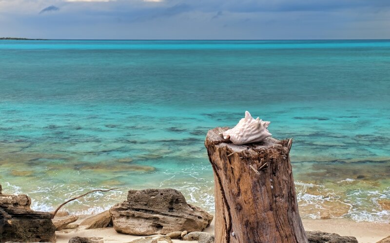 Seashell on driftwood by turquoise sea