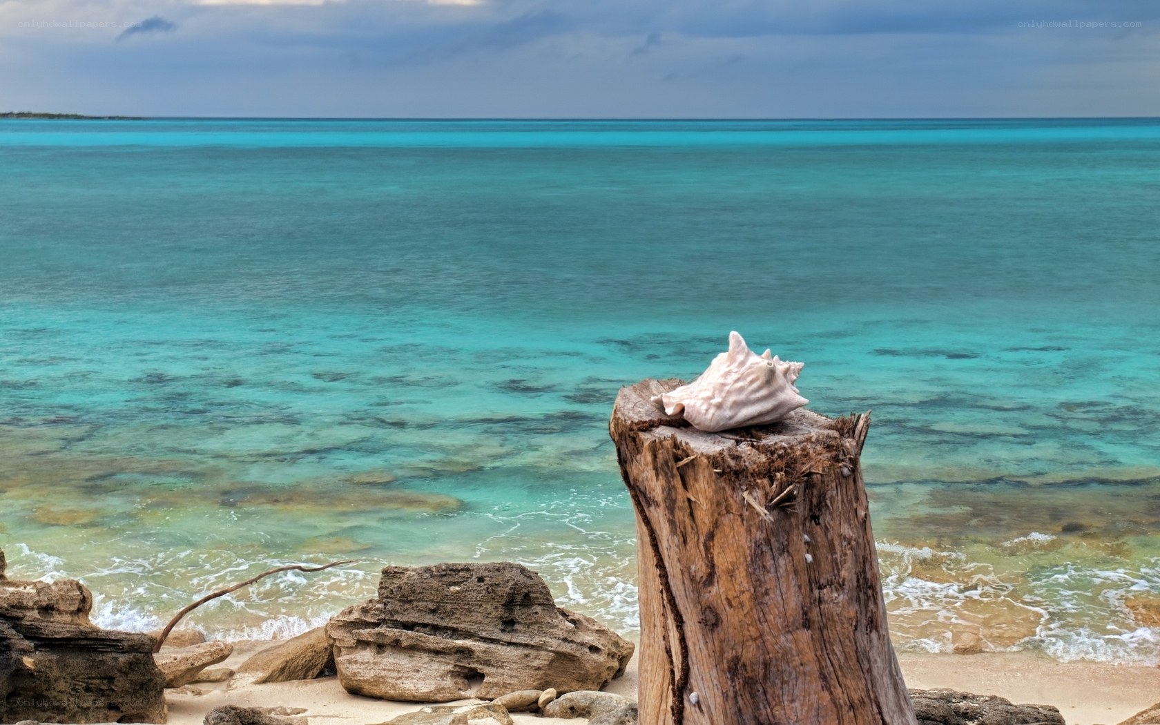 Seashell on driftwood by turquoise sea