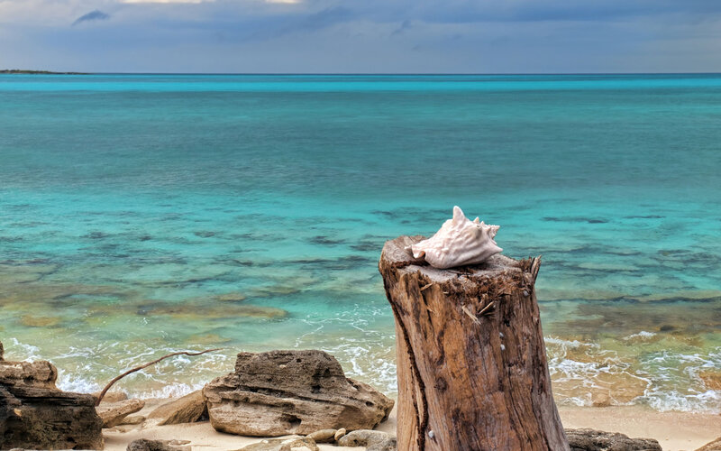 Seashell on Driftwood