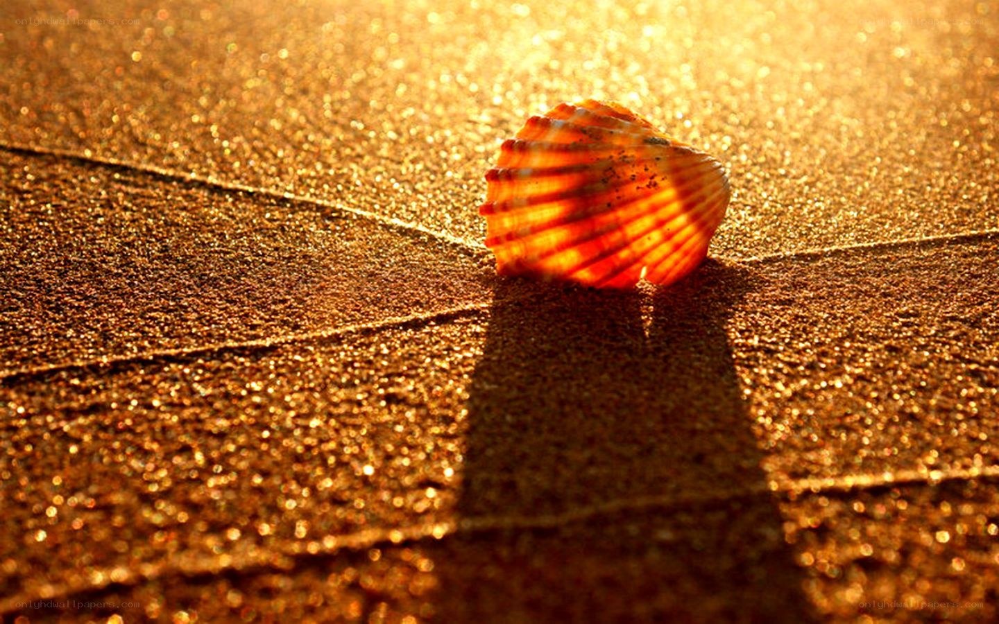 seashell on golden sand
