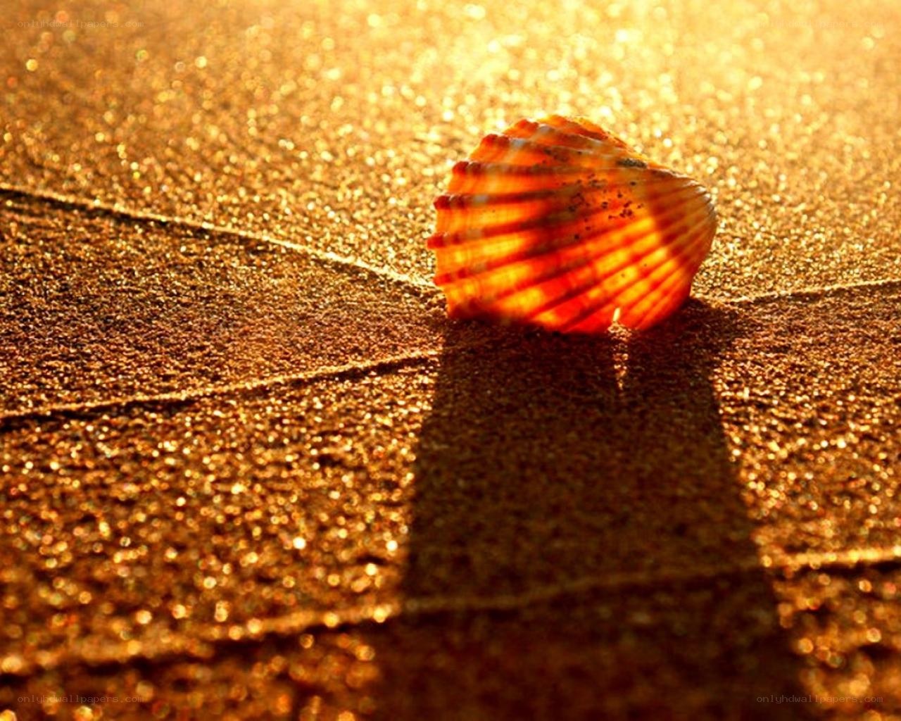 Seashell on golden sand