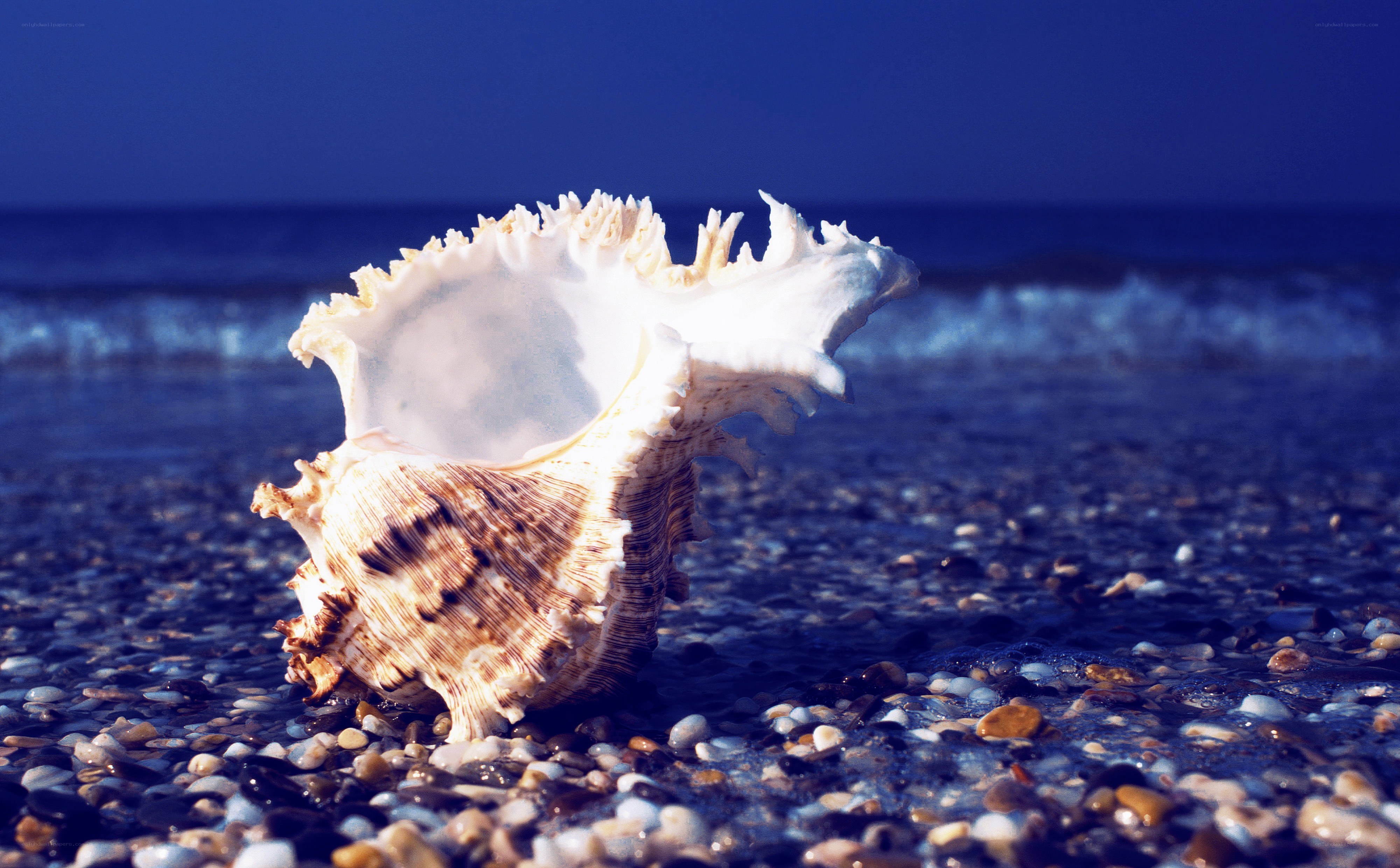 seashell on pebble beach