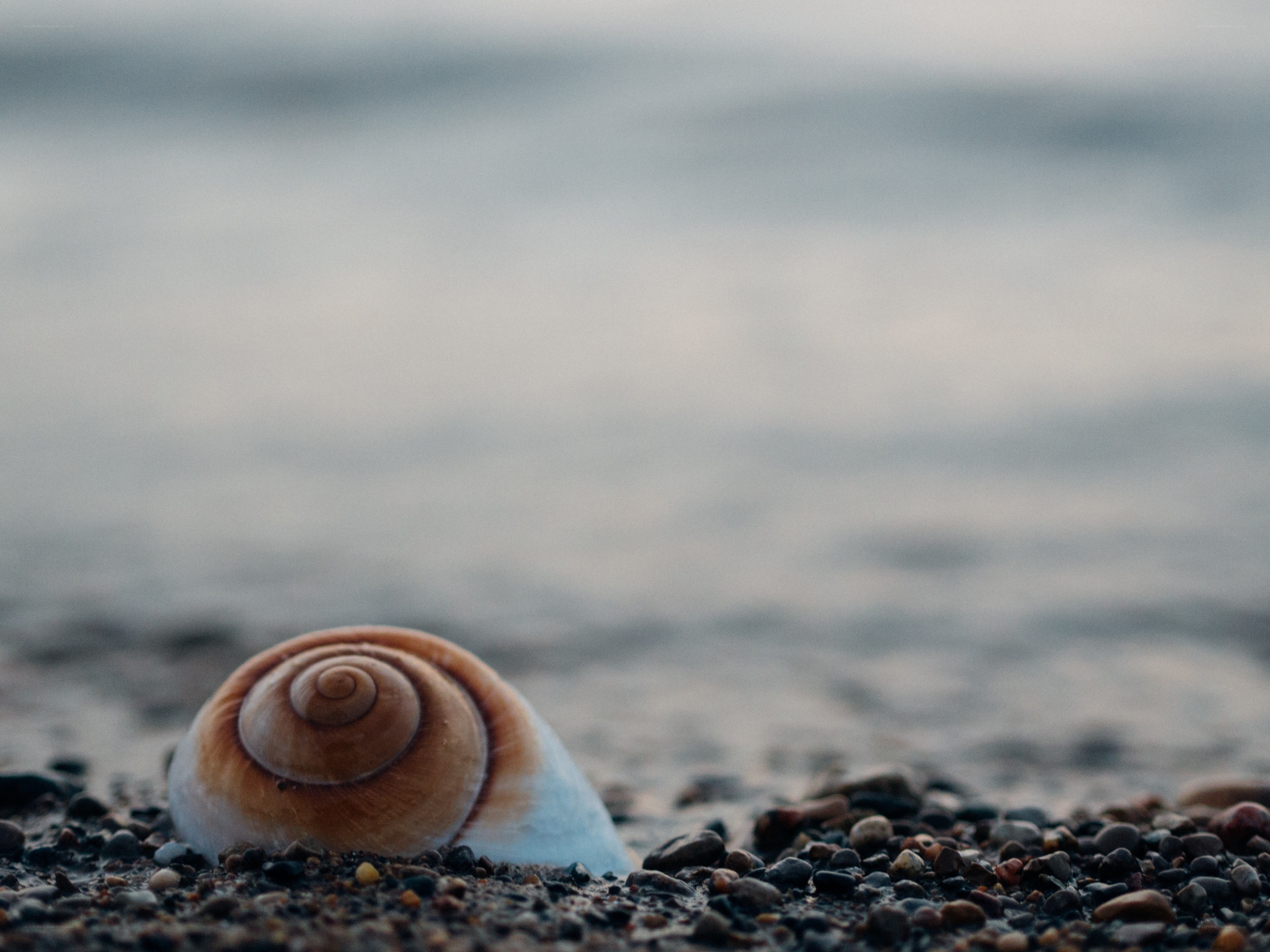seashell on pebble beach