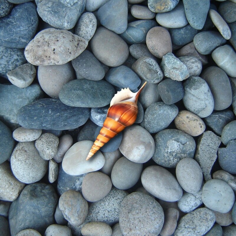 Seashell on pebbles