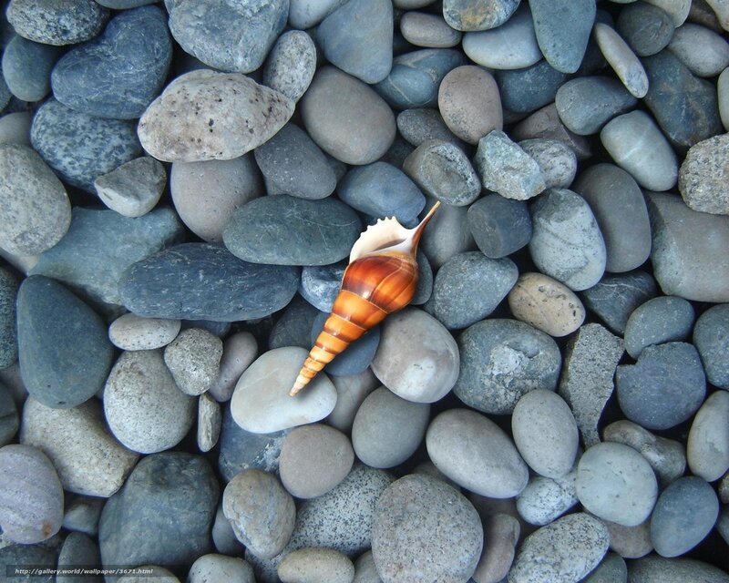 Seashell on pebbles