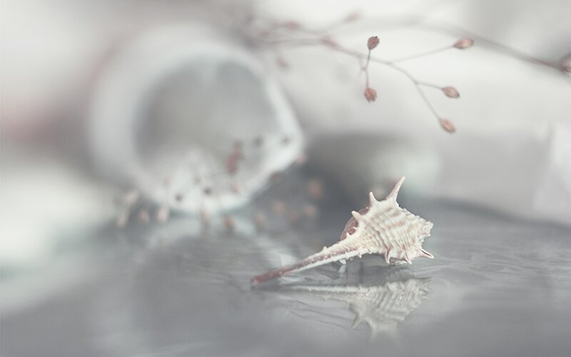 Seashell on reflective surface
