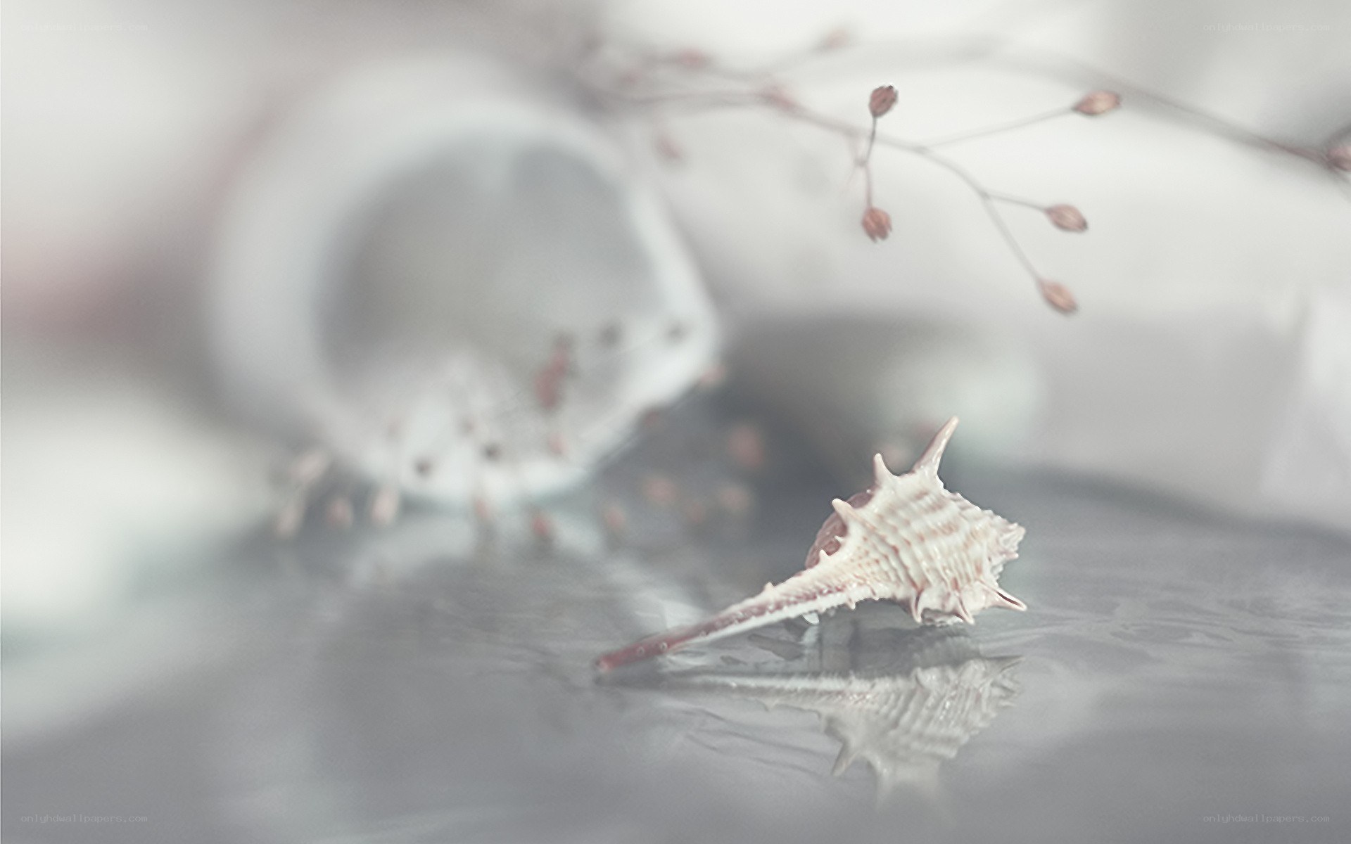 Seashell on reflective surface
