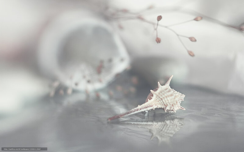 Seashell on reflective surface