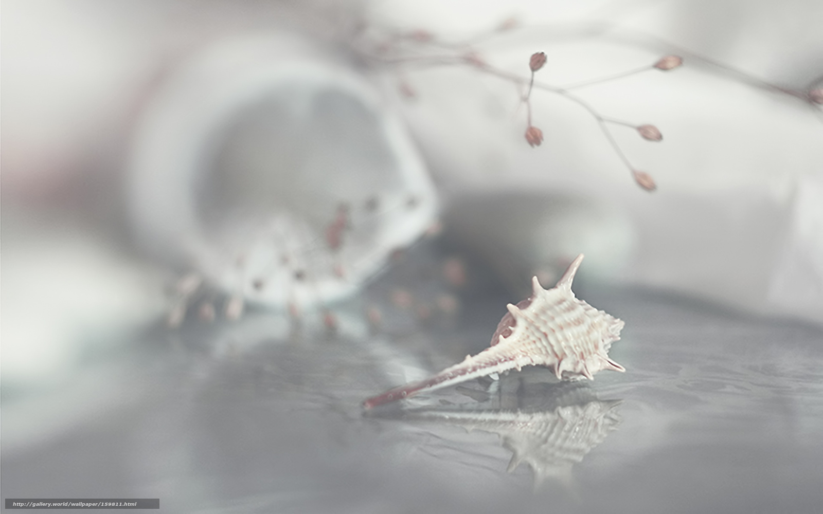 Seashell on reflective surface