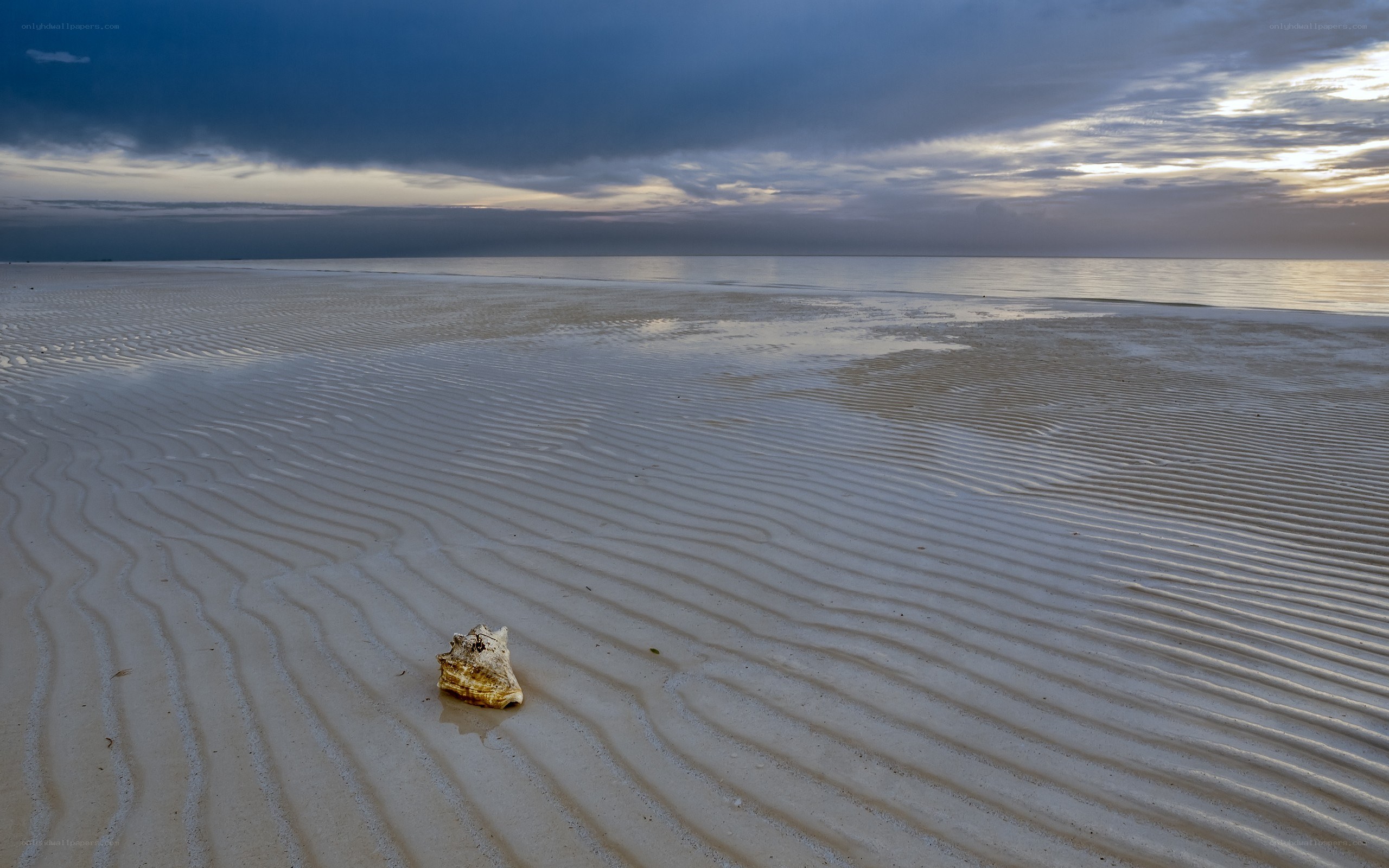 Seashell on rippled sand at dusk
