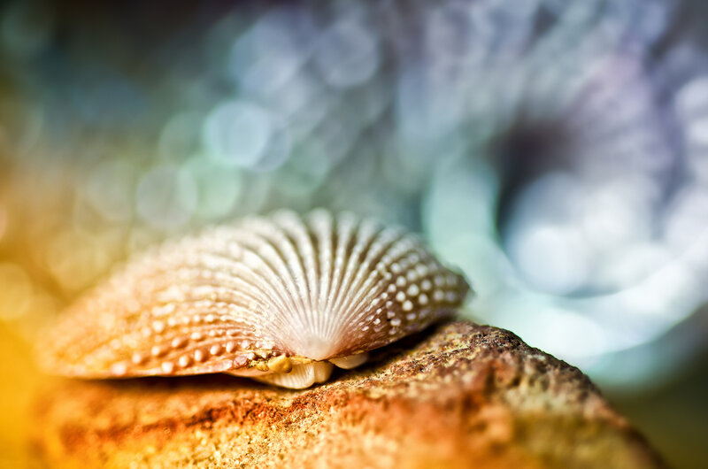 Seashell on Rock — Brown