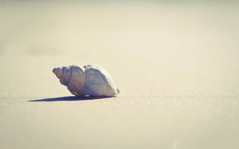 Seashell on Sand — Beige, Serene, Afternoon, Photograph, Shadow