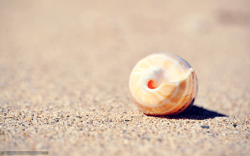 Seashell on Sand — Beige, Serene, Afternoon, Photograph