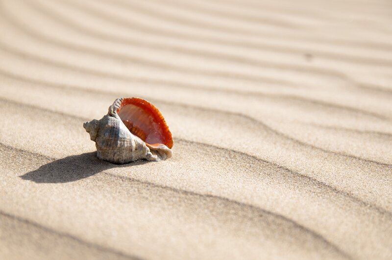 Seashell on Sand — Beige, Serene, Afternoon