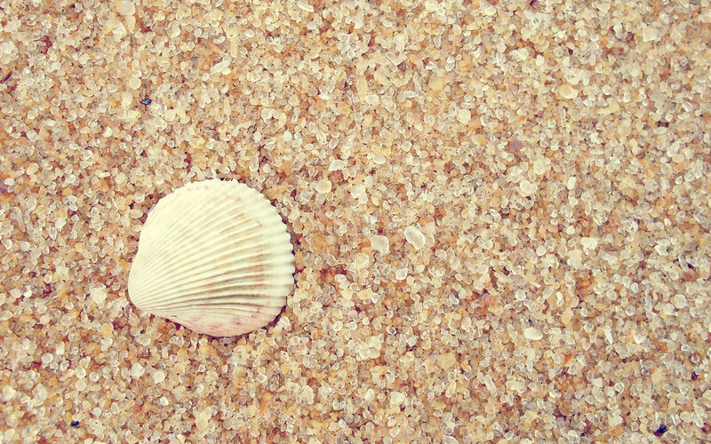 Seashell on Sand — Beige, Serene, Photograph