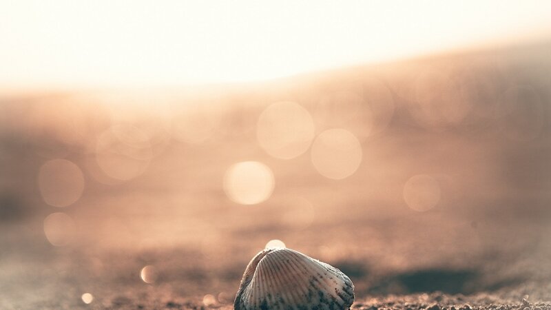 Seashell on Sand — Beige, Serene, Sunset