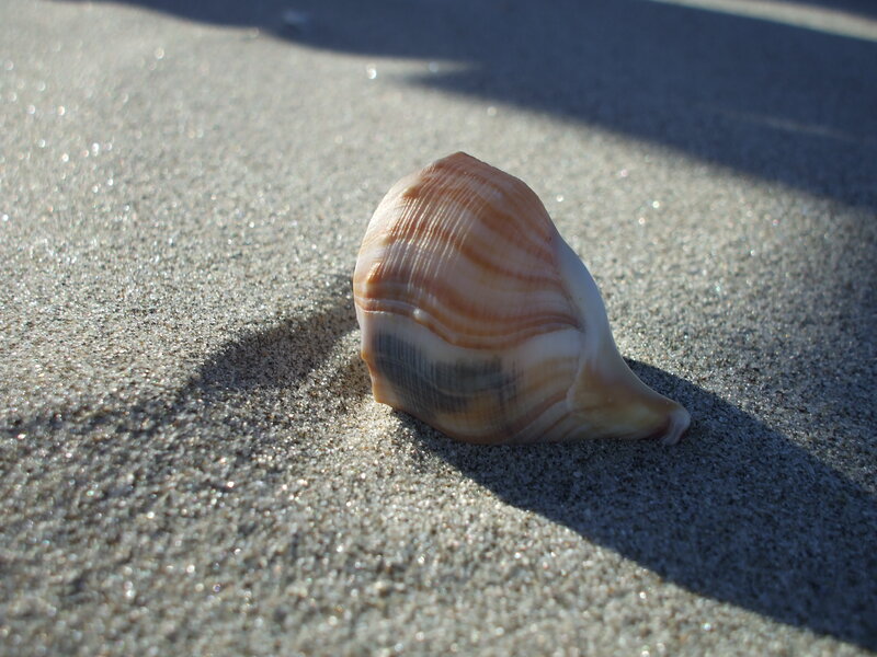 Seashell on Sand — Beige, Serene