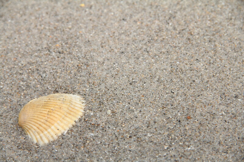 Seashell on Sand — Beige