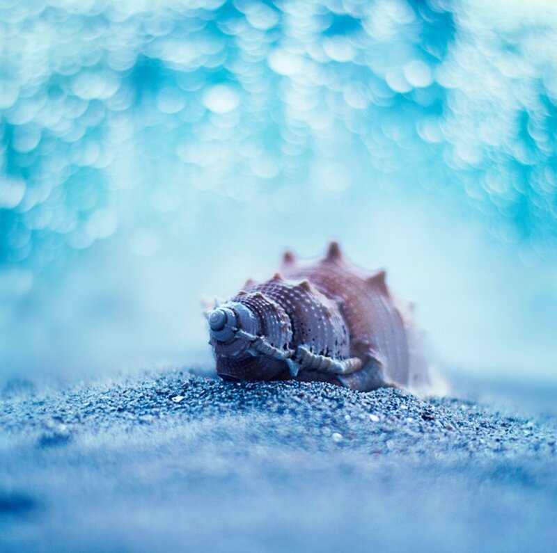 Seashell on Sand — Blue, Serene