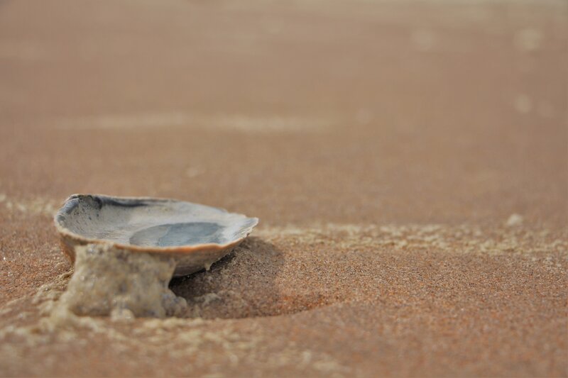 Seashell on Sand — Brown, Calm