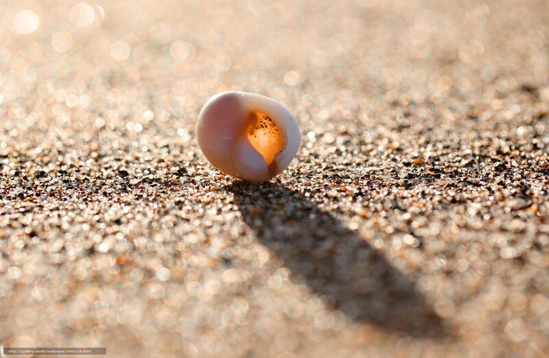Seashell on Sand — Brown, Serene, Sunset, Photograph, Shell