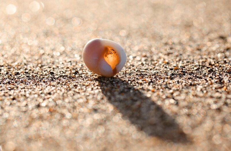 Seashell on Sand — Brown, Serene, Sunset, Photograph, Sunlight, Shadow